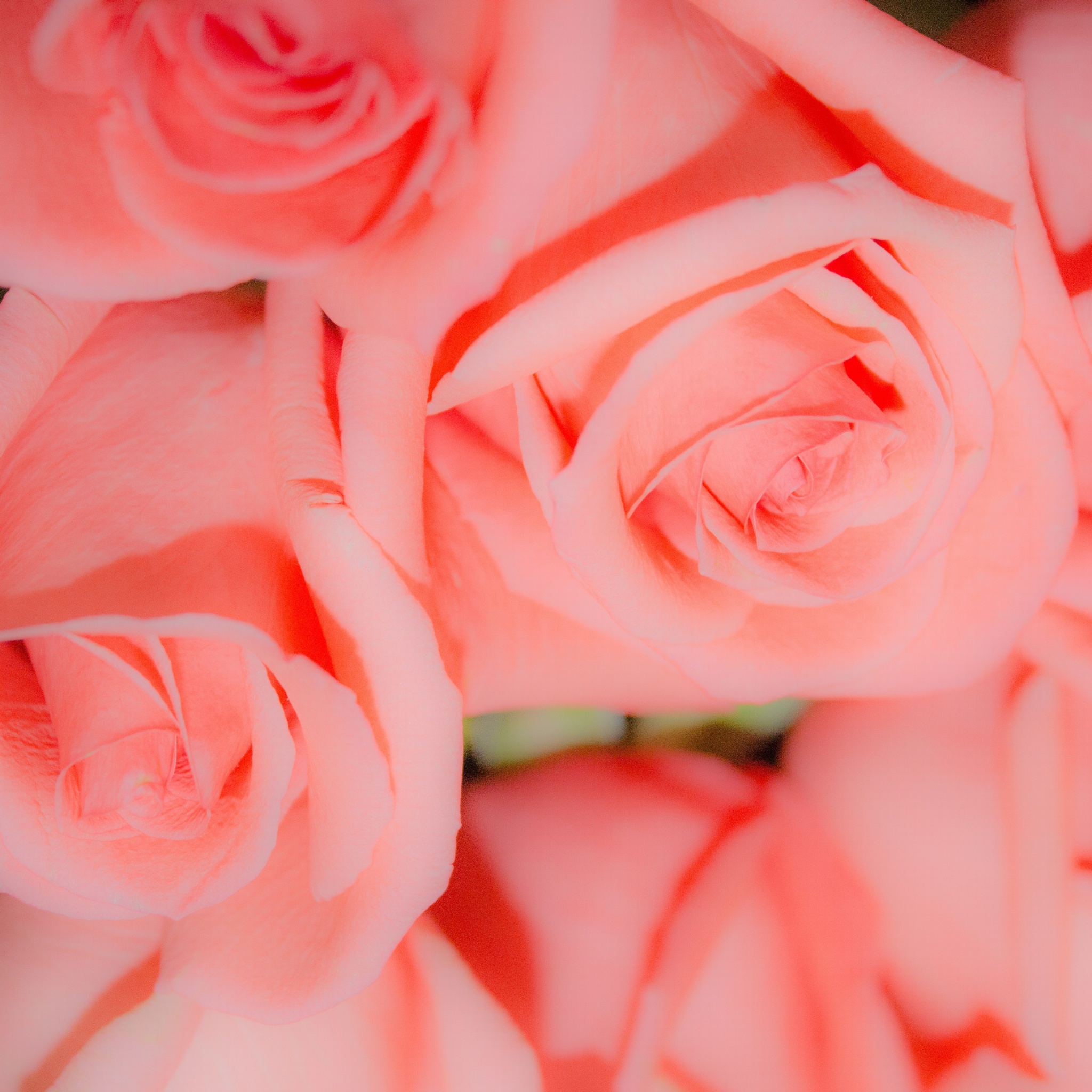 Sfondi Pink Roses 2048x2048