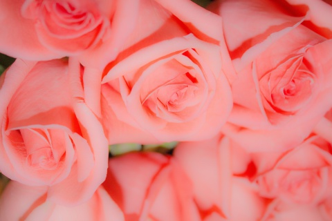 Pink Roses screenshot #1 480x320