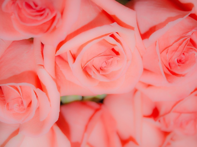 Das Pink Roses Wallpaper 640x480