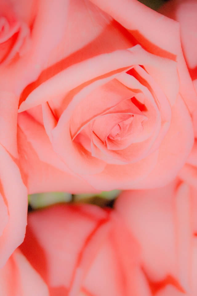 Pink Roses screenshot #1 640x960