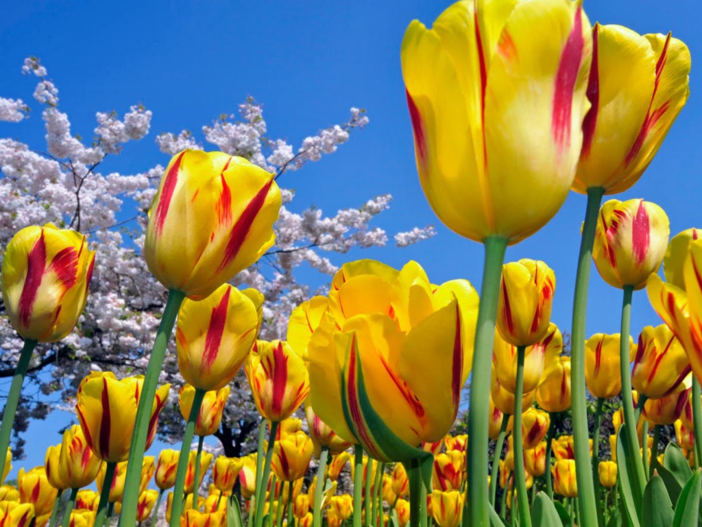 Sfondi Yellow Tulips 1024x768