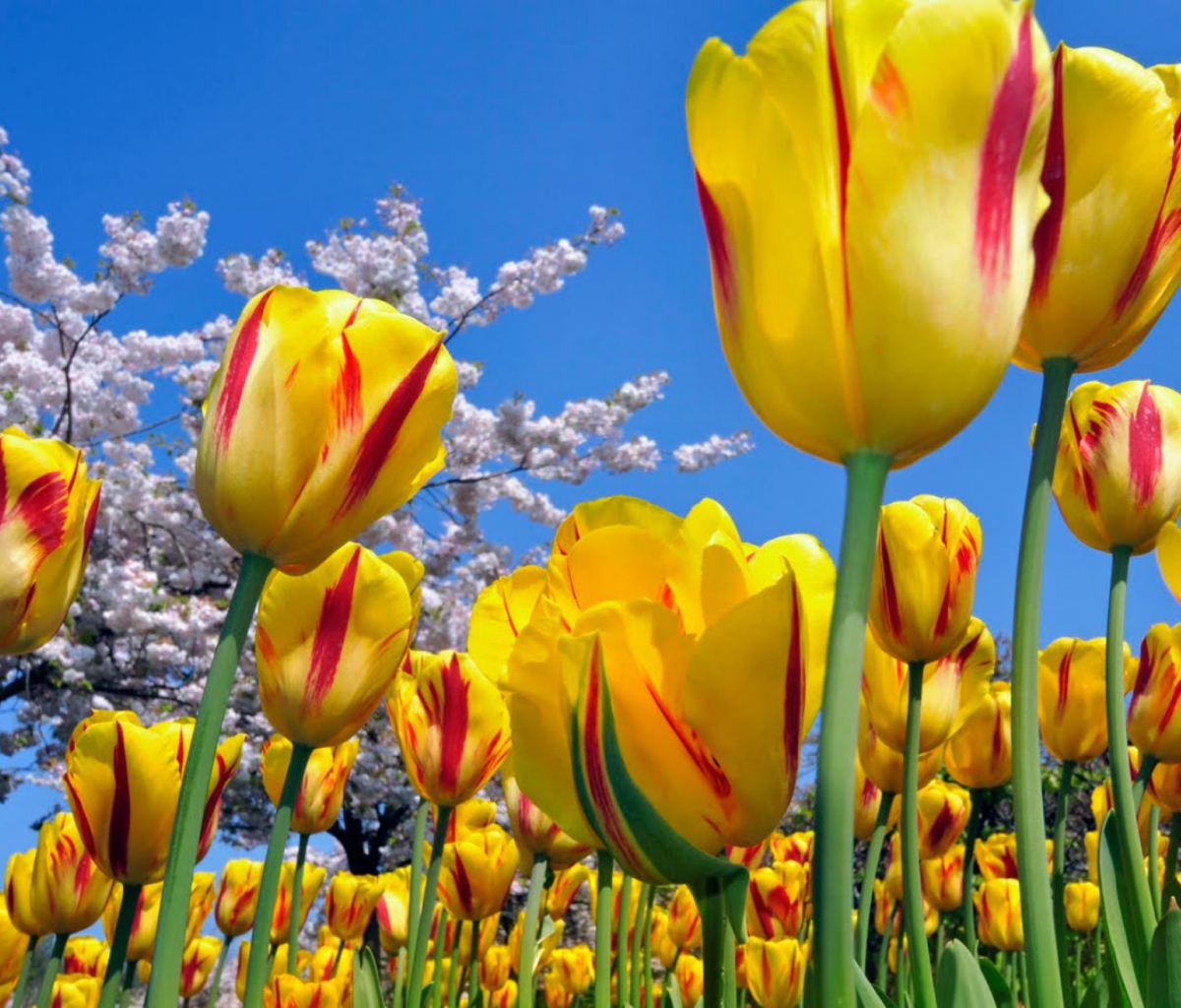 Обои Yellow Tulips 1200x1024