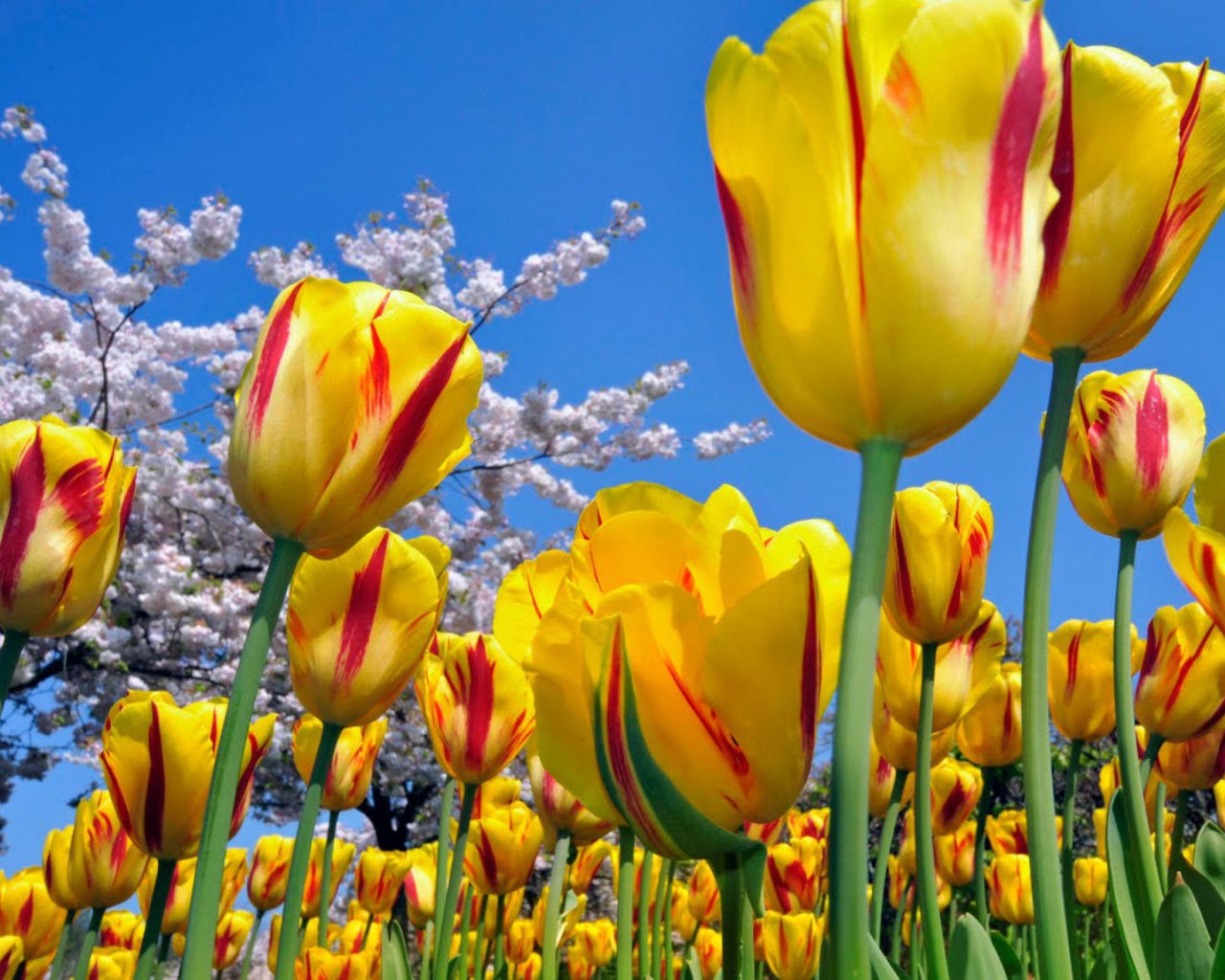 Yellow Tulips screenshot #1 1280x1024