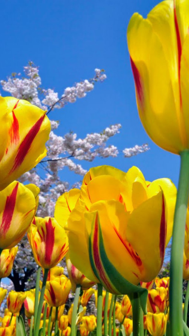 Sfondi Yellow Tulips 640x1136