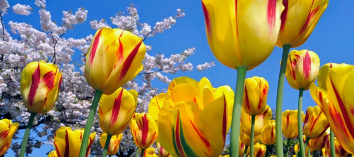 Das Yellow Tulips Wallpaper 720x320