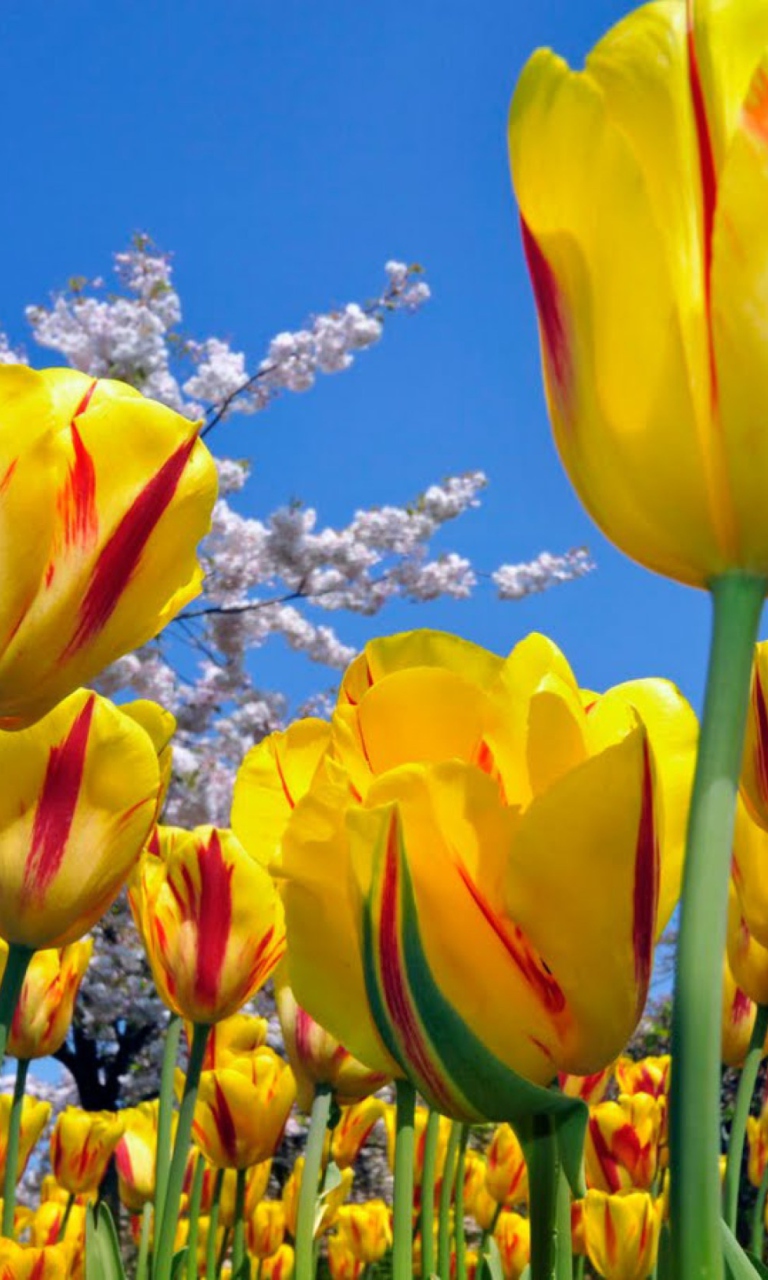 Fondo de pantalla Yellow Tulips 768x1280