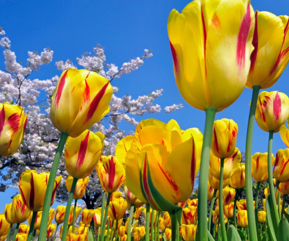 Fondo de pantalla Yellow Tulips 960x800