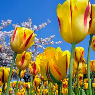 Kostenloses Yellow Tulips Wallpaper für Samsung B159 Hero Plus