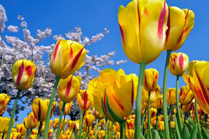 Das Yellow Tulips Wallpaper