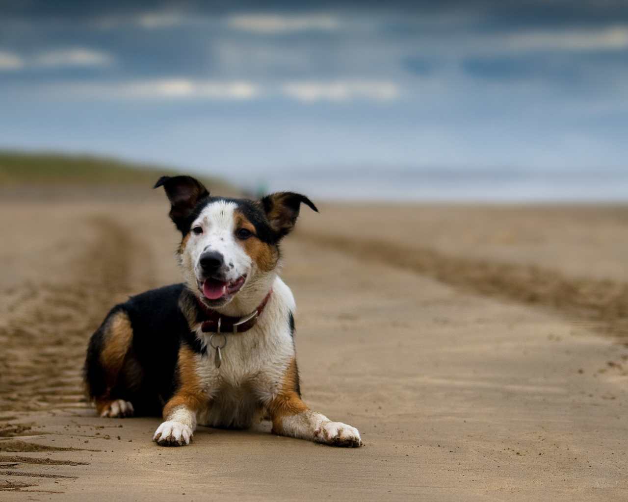 Das Dog Resting At Beach Wallpaper 1280x1024