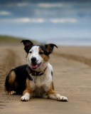Sfondi Dog Resting At Beach 128x160
