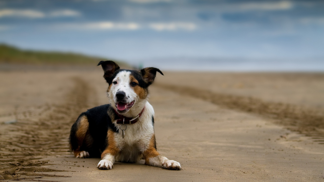 Sfondi Dog Resting At Beach 1366x768