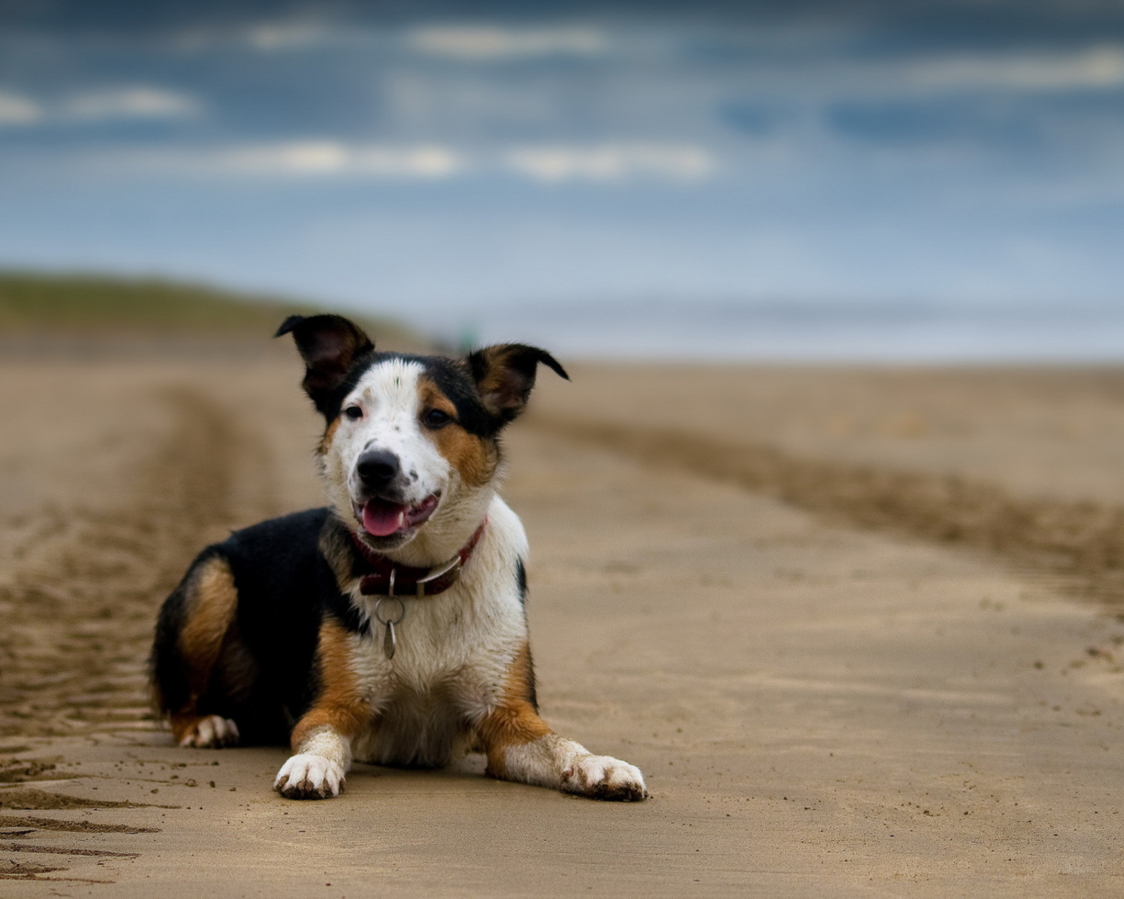 Dog Resting At Beach wallpaper 1600x1280