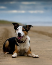 Dog Resting At Beach screenshot #1 176x220