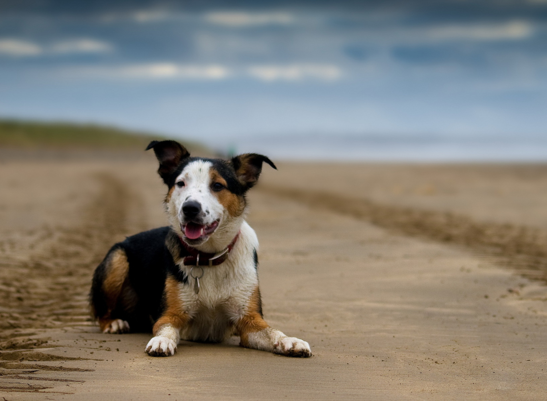 Обои Dog Resting At Beach 1920x1408