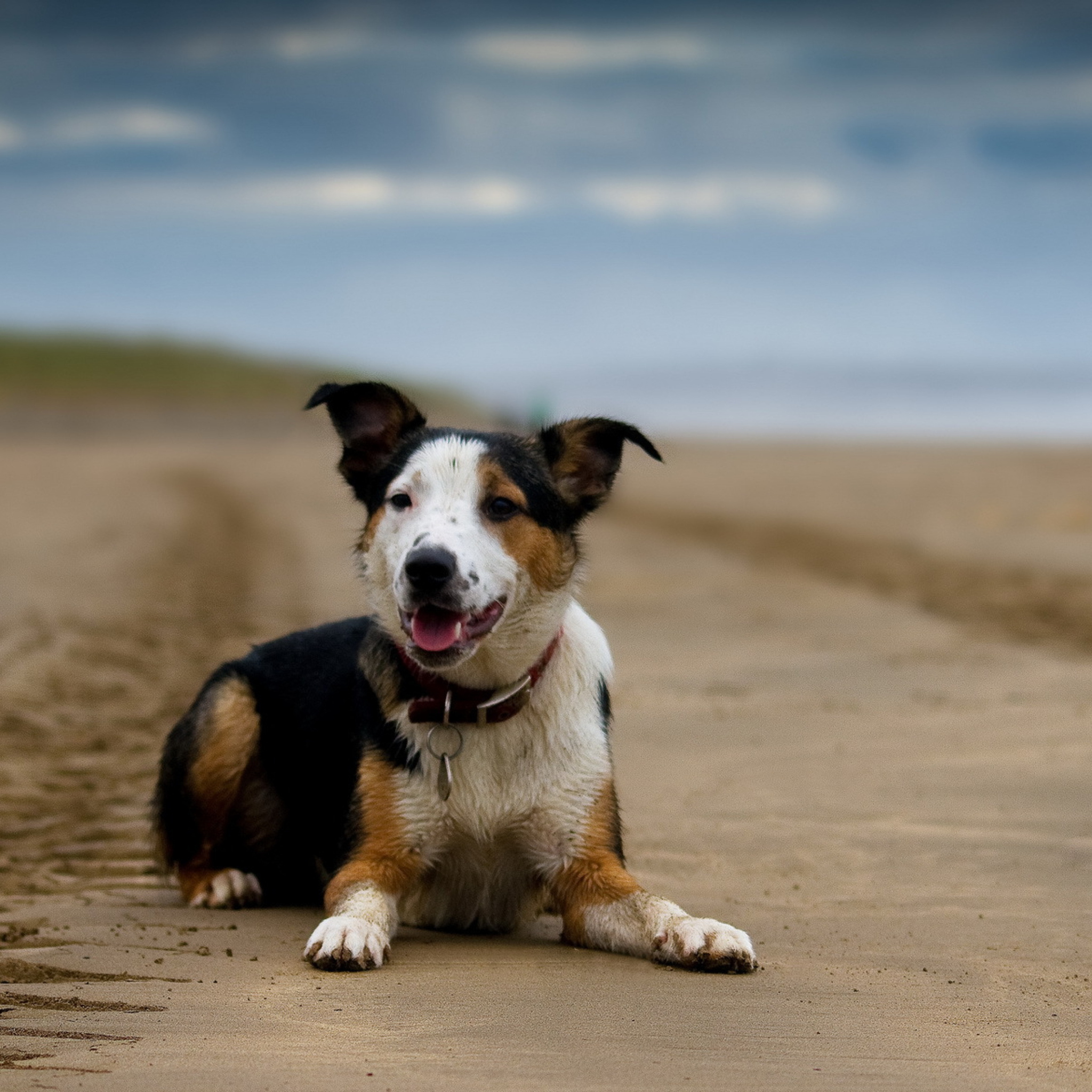 Dog Resting At Beach wallpaper 2048x2048