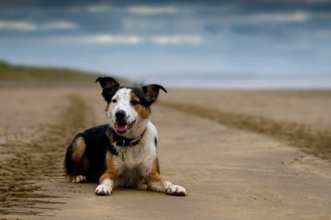 Das Dog Resting At Beach Wallpaper 480x320