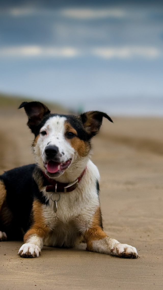 Dog Resting At Beach wallpaper 640x1136