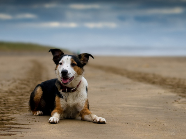 Das Dog Resting At Beach Wallpaper 640x480