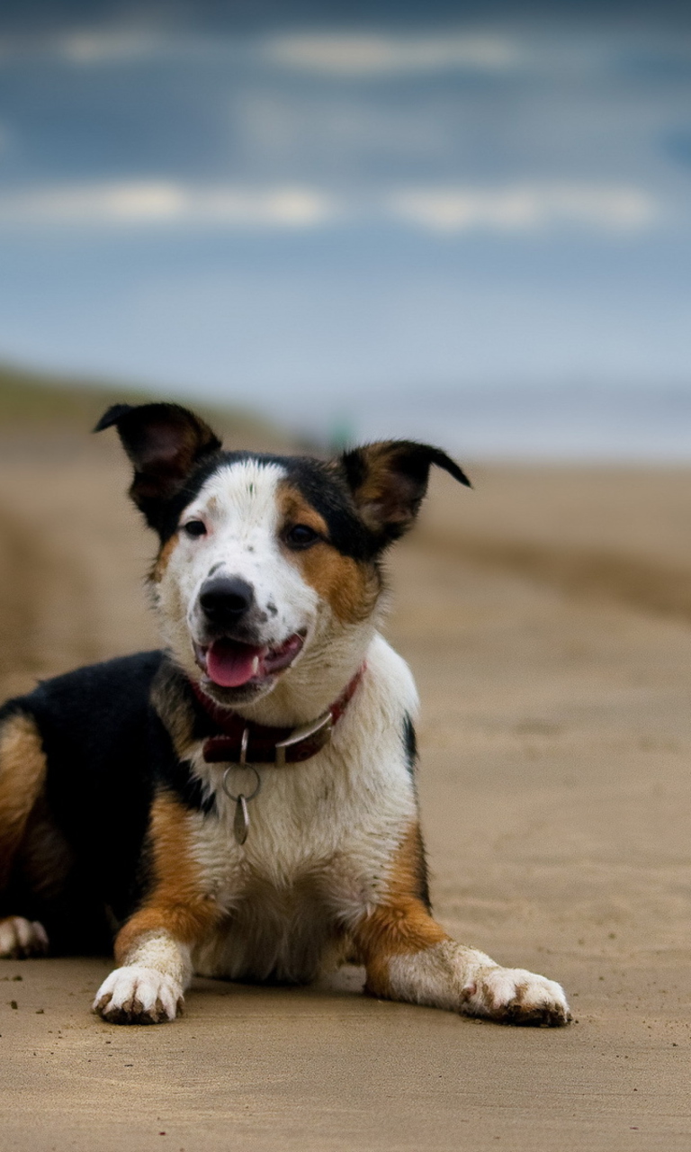 Das Dog Resting At Beach Wallpaper 768x1280