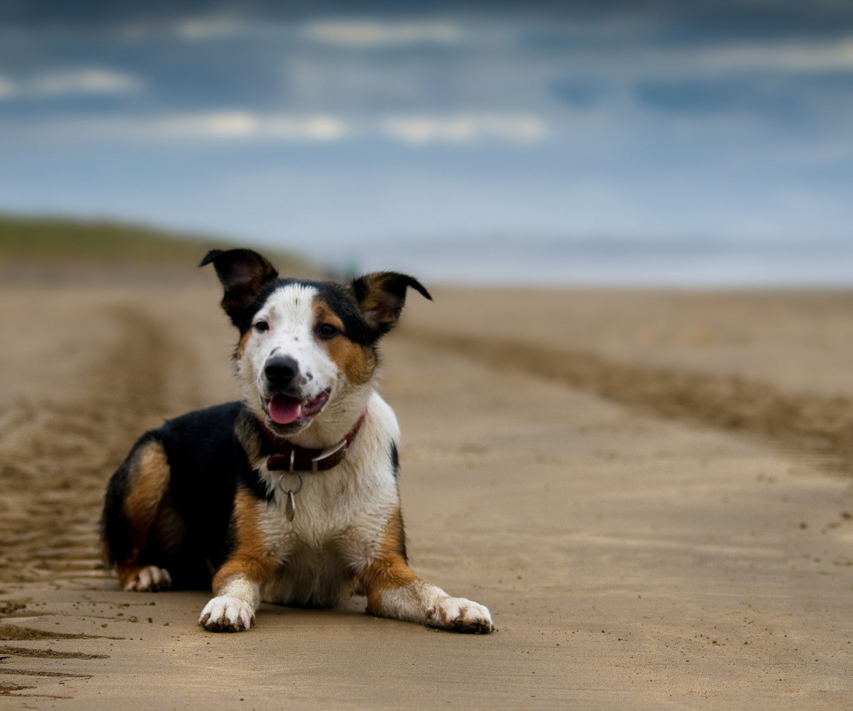 Dog Resting At Beach wallpaper 960x800