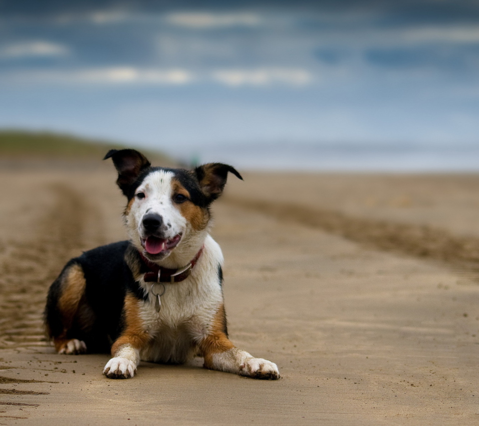 Das Dog Resting At Beach Wallpaper 960x854
