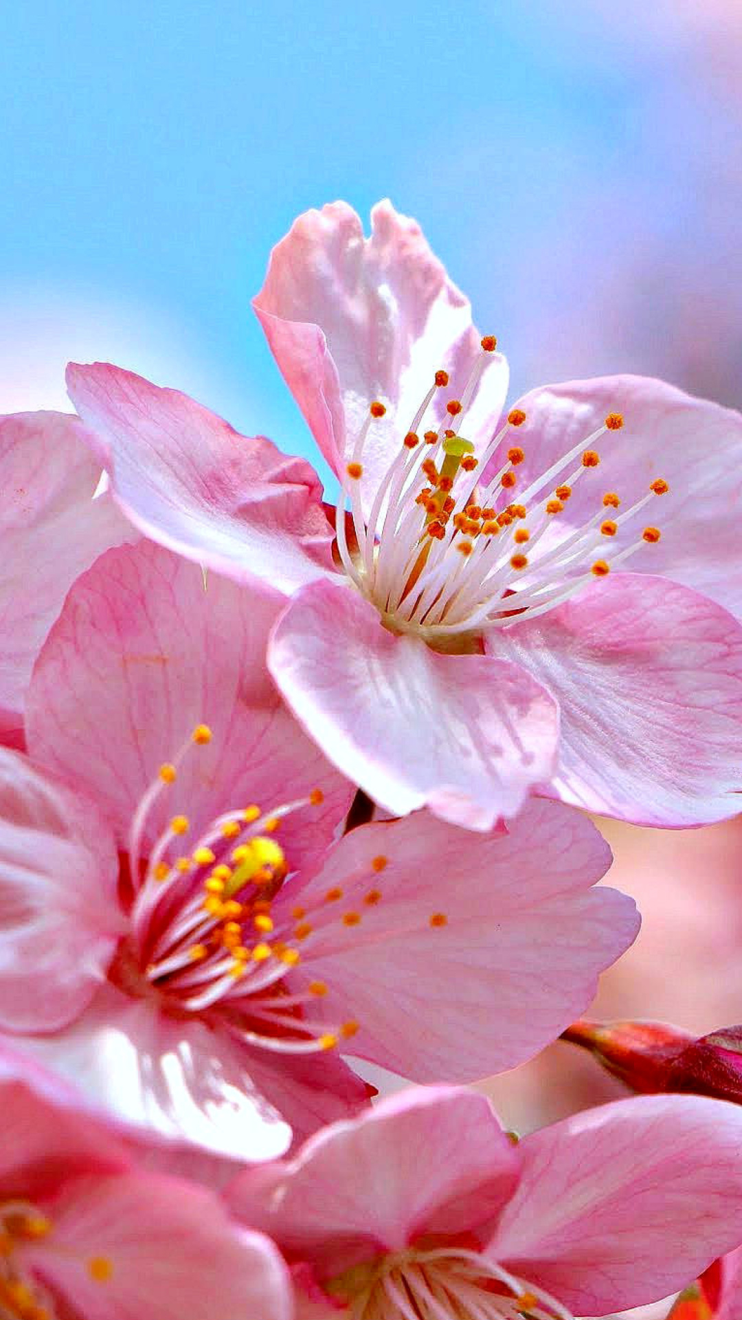 Das Cherry Blossom Macro Wallpaper 1080x1920