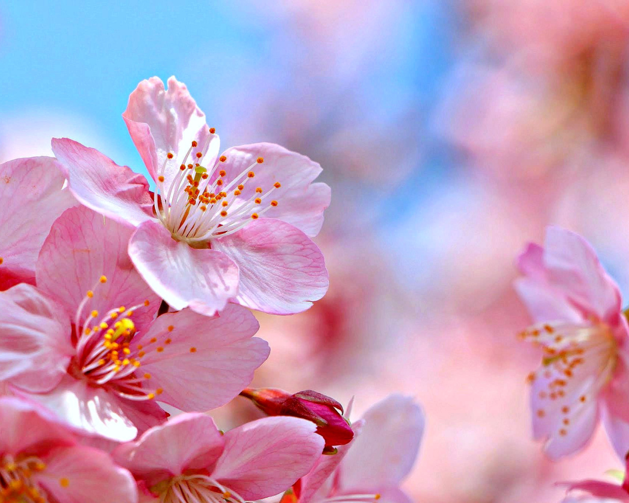 Das Cherry Blossom Macro Wallpaper 1280x1024