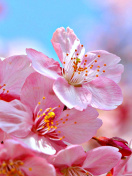 Cherry Blossom Macro wallpaper 132x176