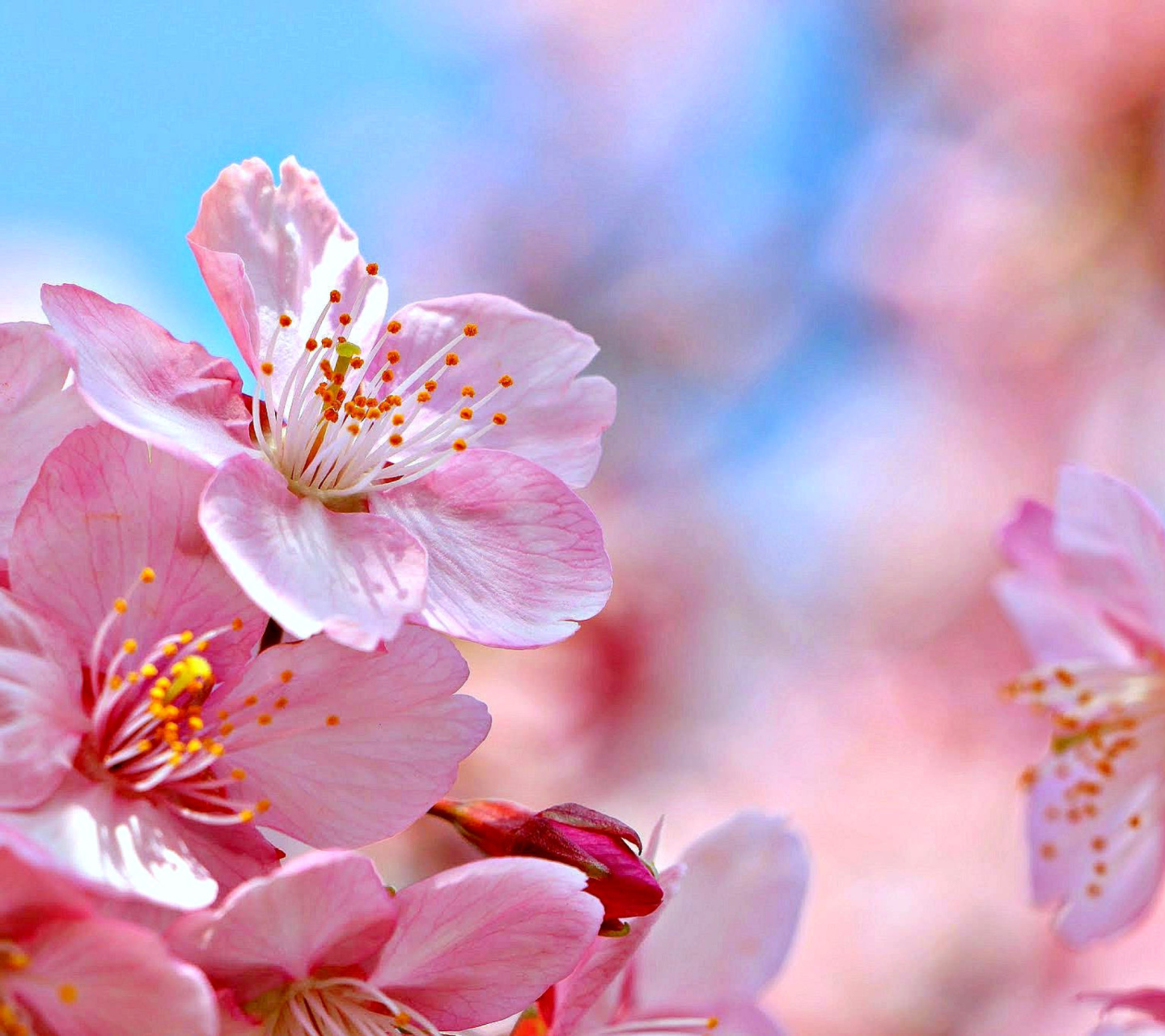 Das Cherry Blossom Macro Wallpaper 1440x1280