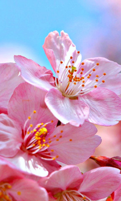 Cherry Blossom Macro wallpaper 240x400