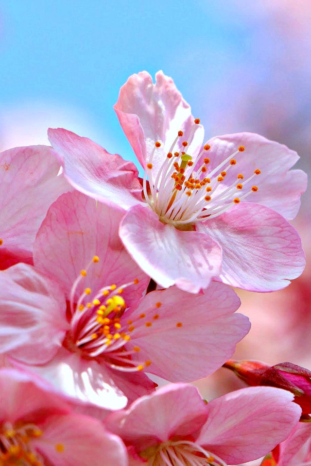 Das Cherry Blossom Macro Wallpaper 640x960