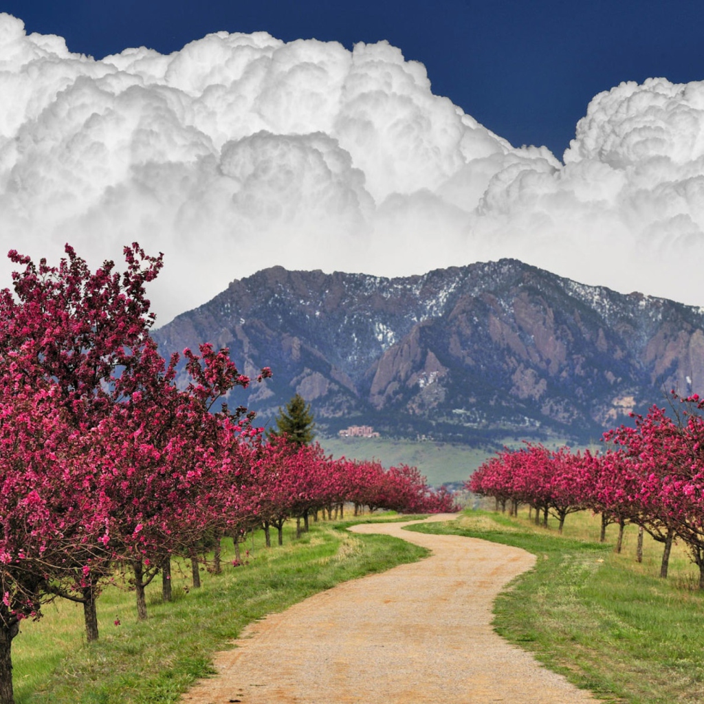 Fondo de pantalla Blooming Orchard 1024x1024