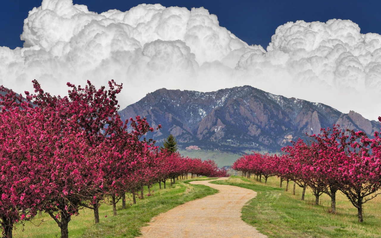 Das Blooming Orchard Wallpaper 1280x800