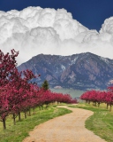Blooming Orchard wallpaper 128x160