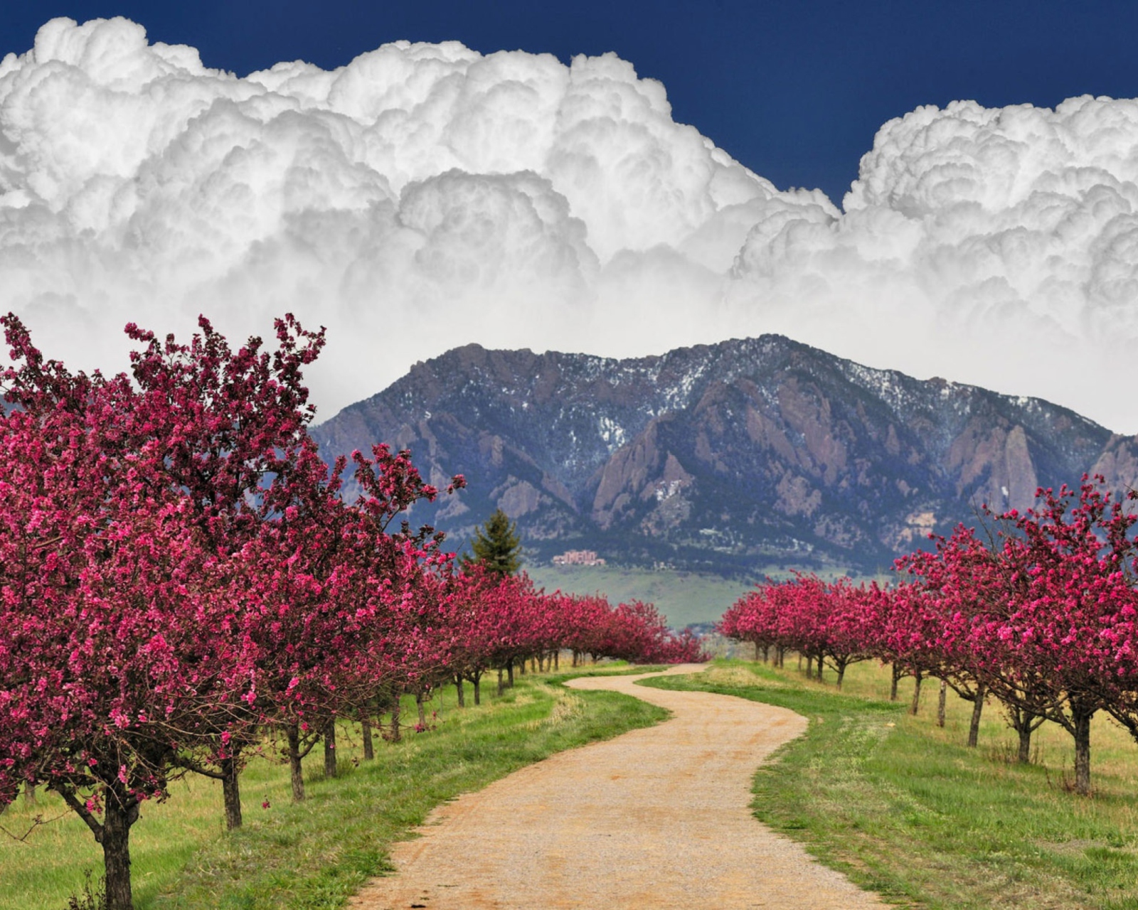 Sfondi Blooming Orchard 1600x1280