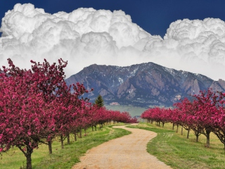 Fondo de pantalla Blooming Orchard 320x240