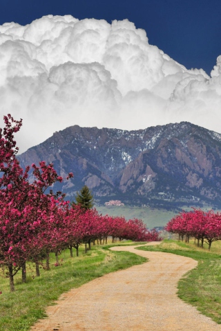 Blooming Orchard wallpaper 320x480