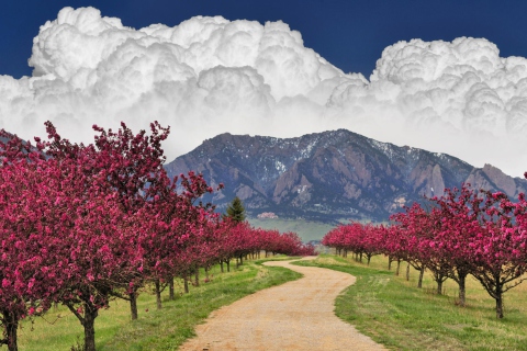 Das Blooming Orchard Wallpaper 480x320
