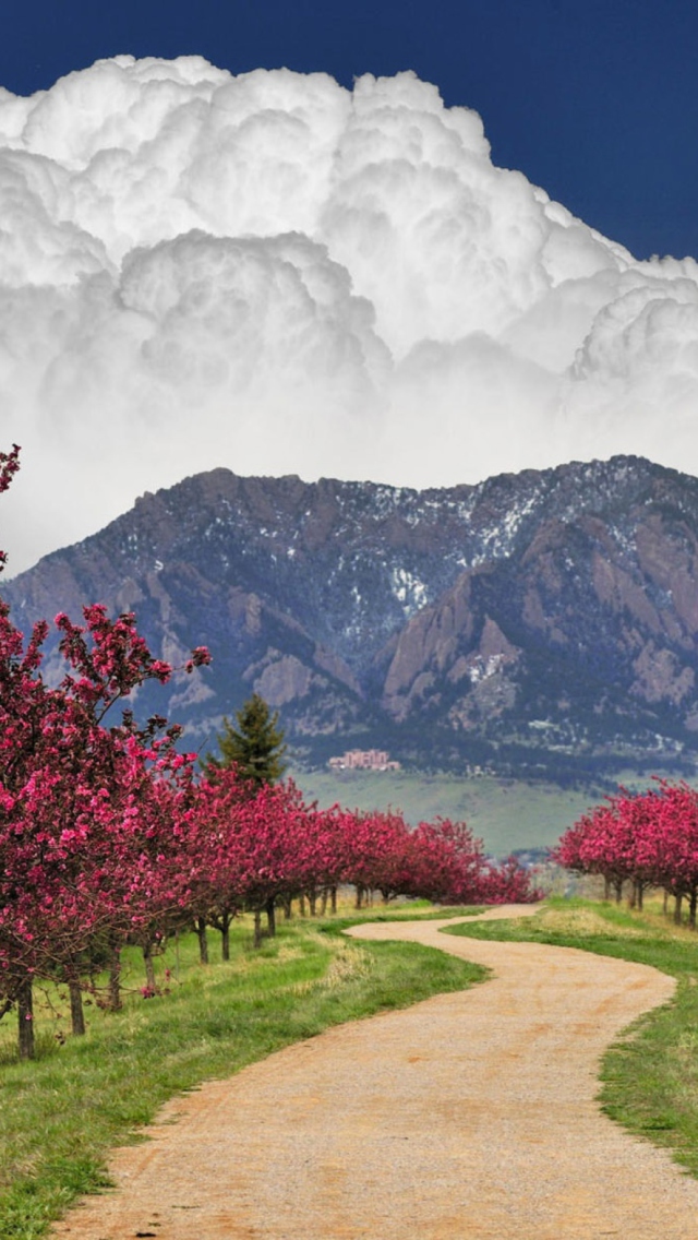 Blooming Orchard wallpaper 640x1136