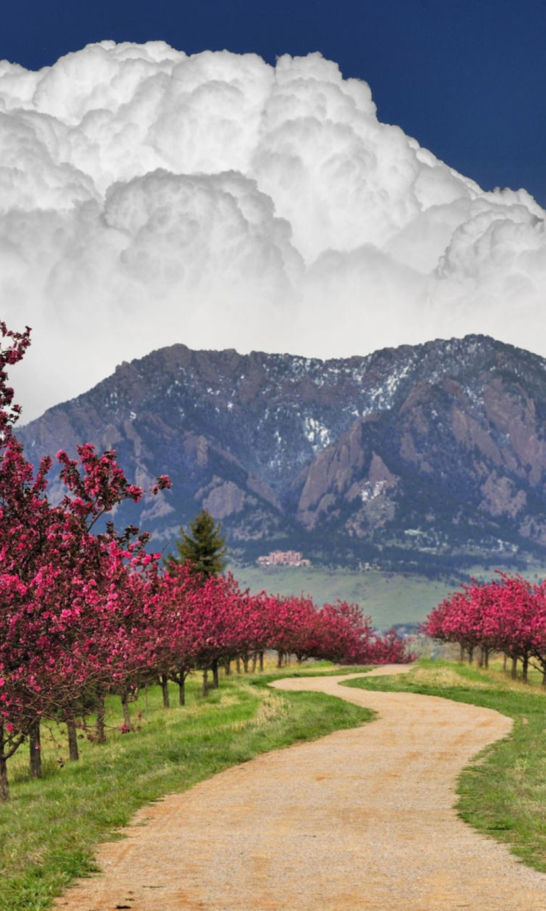 Das Blooming Orchard Wallpaper 768x1280