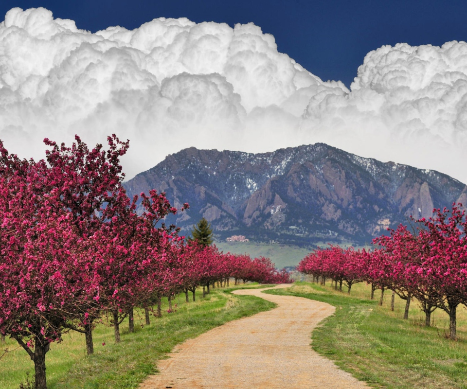 Blooming Orchard screenshot #1 960x800