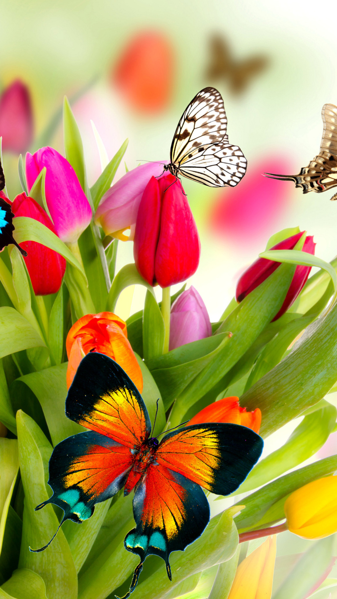 Tulips and Butterflies - Fondos de pantalla gratis para iPhone 7 Plus