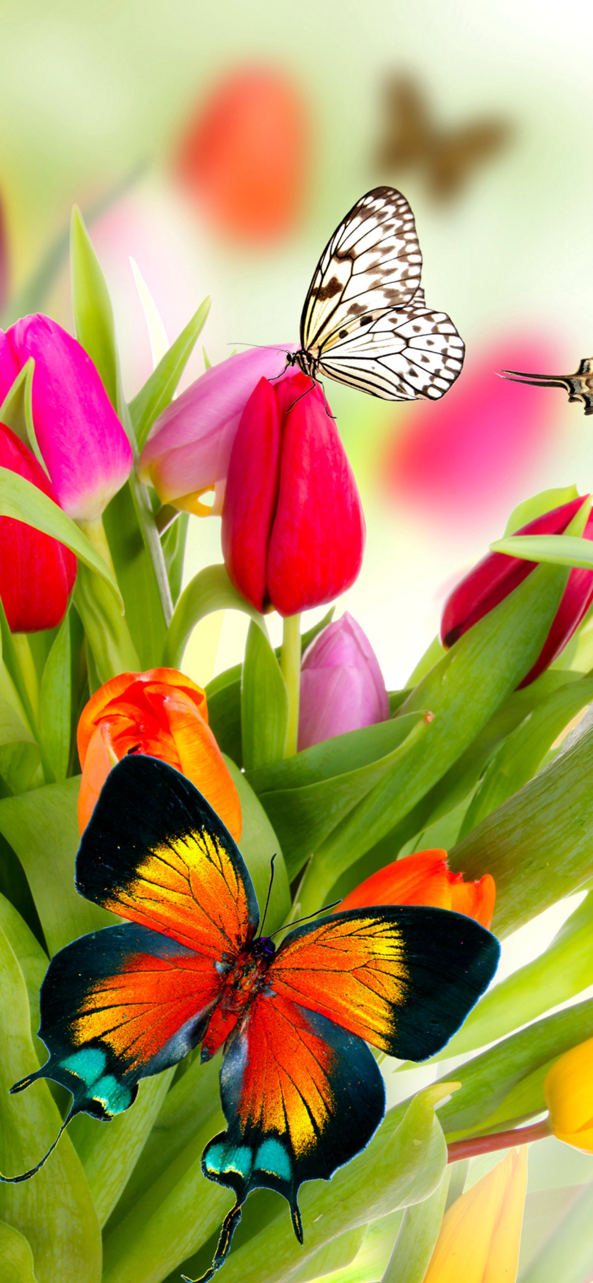 Sfondi Tulips and Butterflies 1170x2532