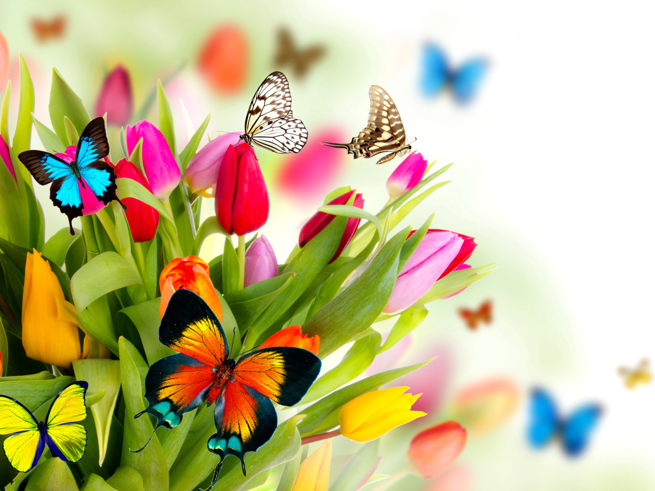 Fondo de pantalla Tulips and Butterflies 1280x960