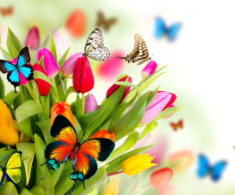 Screenshot №1 pro téma Tulips and Butterflies 480x400