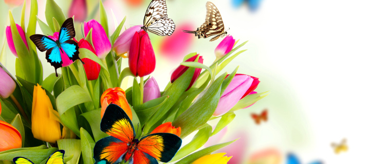 Fondo de pantalla Tulips and Butterflies 720x320