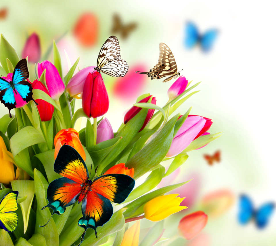 Tulips and Butterflies wallpaper 960x854