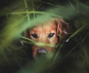 Das Dog In Grass Wallpaper 176x144