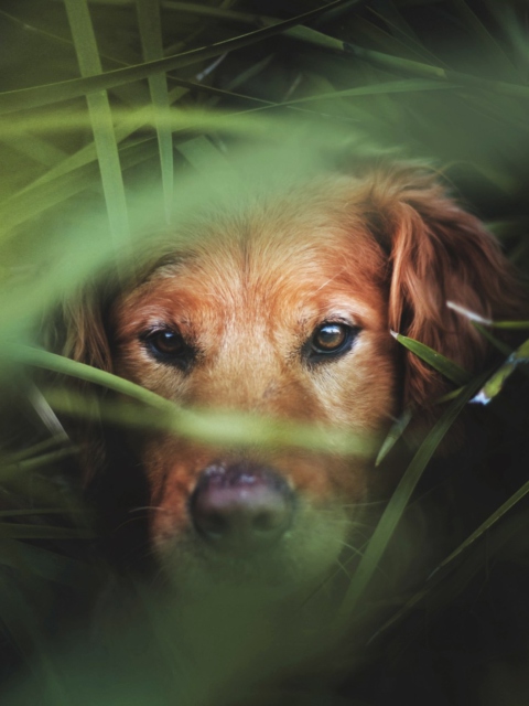 Das Dog In Grass Wallpaper 480x640